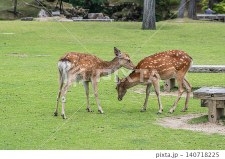 仲間の毛繕いをする鹿 奈良公園 仲間の毛繕いをする鹿 奈良公園 140718225