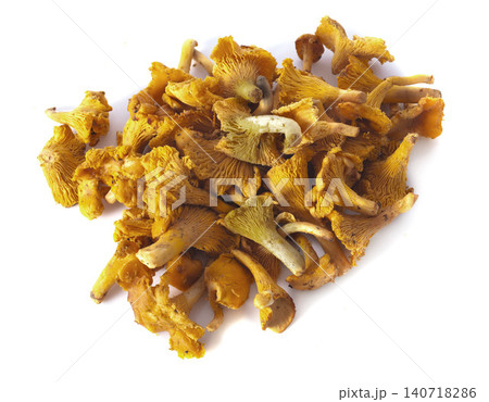 golden chanterelle in studio golden chanterelle in studio 140718286