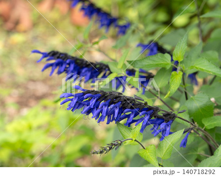 メドウセージの花 140718292