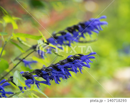 メドウセージの花 メドウセージの花 140718293