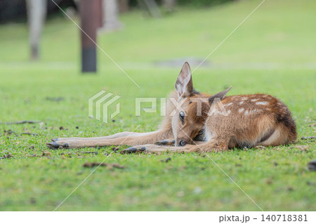 寛ぐ子鹿 奈良公園 寛ぐ子鹿 奈良公園 140718381