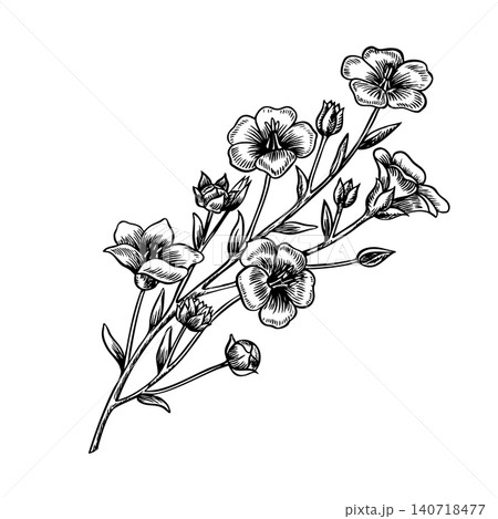 Flax flowers on a stem with leaves. Black and white, graphic, vector, hand-drawn illustration. Perfect for labels and packaging, textiles and decor, as well as banners, posters, and more Flax flowers on a stem with leaves. Black and white, graphic, vector, hand-drawn illustration. Perfect for labels and packaging, textiles and decor, as well as banners, posters, and more 140718477
