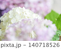 明るい感じの白いアナベル。前後にピンクの紫陽花をぼかして。 140718526