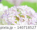 優しい雰囲気の中、可愛く咲いてるピンクの紫陽花 140718527