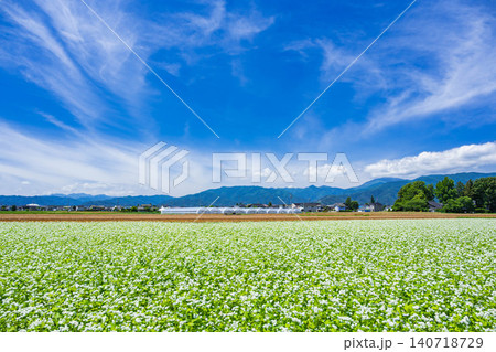 さわやかな青空と花咲くそば畑 さわやかな青空と花咲くそば畑 140718729