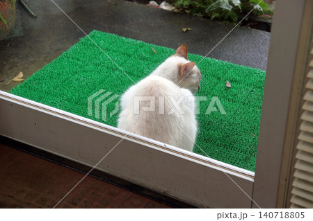 猫 ネコ 野良猫 外に居る のぞく 入りたい ガラス越し撮影 猫 ネコ 野良猫 外に居る のぞく 入りたい ガラス越し撮影 140718805