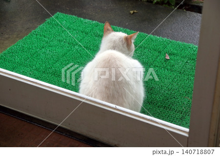 猫 ネコ 野良猫 外に居る のぞく 入りたい ガラス越し撮影 猫 ネコ 野良猫 外に居る のぞく 入りたい ガラス越し撮影 140718807