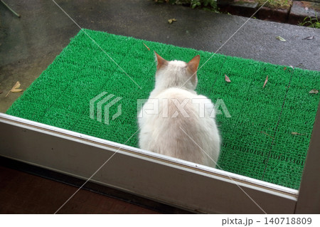 猫 ネコ 野良猫 外に居る のぞく 入りたい ガラス越し撮影 猫 ネコ 野良猫 外に居る のぞく 入りたい ガラス越し撮影 140718809
