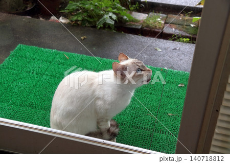 猫 ネコ 野良猫 外に居る のぞく 入りたい ガラス越し撮影 猫 ネコ 野良猫 外に居る のぞく 入りたい ガラス越し撮影 140718812