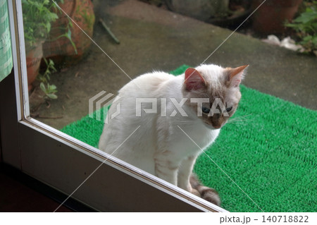 猫 ネコ 野良猫 外に居る のぞく 入りたい ガラス越し撮影 猫 ネコ 野良猫 外に居る のぞく 入りたい ガラス越し撮影 140718822