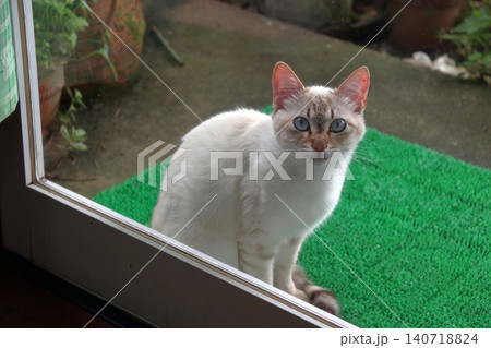 猫 ネコ 野良猫 外に居る のぞく 入りたい ガラス越し撮影 猫 ネコ 野良猫 外に居る のぞく 入りたい ガラス越し撮影 140718824