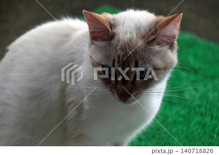 猫 ネコ 野良猫 外に居る のぞく 入りたい ガラス越し撮影 猫 ネコ 野良猫 外に居る のぞく 入りたい ガラス越し撮影 140718826