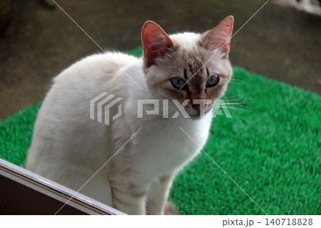 猫 ネコ 野良猫 外に居る のぞく 入りたい ガラス越し撮影 猫 ネコ 野良猫 外に居る のぞく 入りたい ガラス越し撮影 140718828