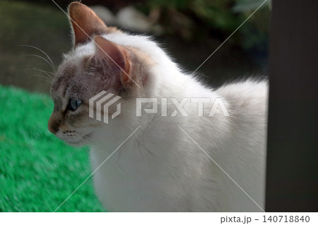 猫 ネコ 野良猫 外に居る のぞく 入りたい ガラス越し撮影 猫 ネコ 野良猫 外に居る のぞく 入りたい ガラス越し撮影 140718840