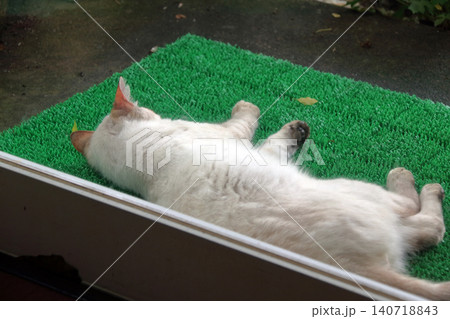猫 ネコ 野良猫 外に居る のぞく 入りたい ガラス越し撮影 猫 ネコ 野良猫 外に居る のぞく 入りたい ガラス越し撮影 140718843