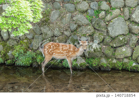 小川で涼む鹿　奈良公園 140718854