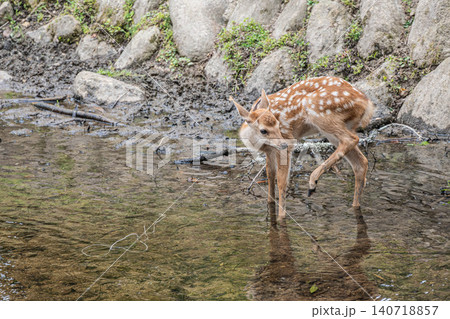 小川で涼む子鹿 奈良公園 小川で涼む子鹿 奈良公園 140718857