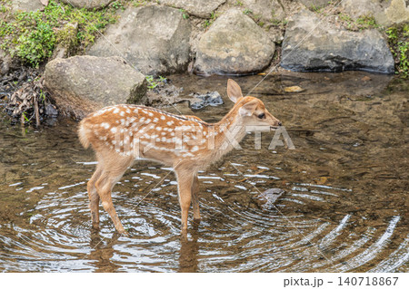 小川で涼む子鹿　奈良公園 140718867