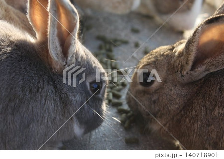 仲良くエサを食べる2匹の野生のうさぎ 仲良くエサを食べる2匹の野生のうさぎ 140718901