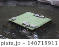 池の真ん中で甲羅干しする亀たち 140718911