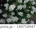 白い花 140718947