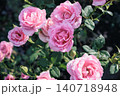 咲き誇るバラ 140718948
