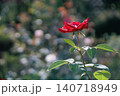 赤いバラ 140718949