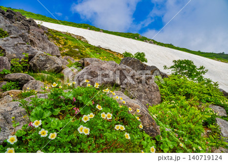 夏の晴天 白馬乗鞍岳への登山道・岩場に咲くチングルマの群落と向こうに広がる雪原風景 夏の晴天 白馬乗鞍岳への登山道・岩場に咲くチングルマの群落と向こうに広がる雪原風景 140719124