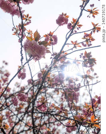 逆光に輝く桜の花 逆光に輝く桜の花 140719178