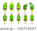 ボウシインコの種類セット 140719207