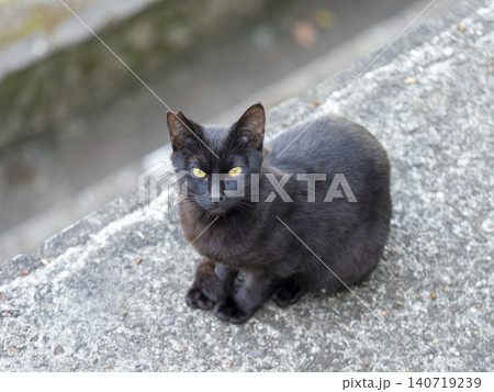 カメラを見つめる黒猫 カメラを見つめる黒猫 140719239