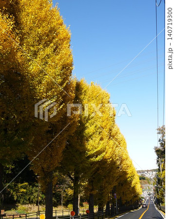 保土ケ谷公園の紅葉風景 保土ケ谷公園の紅葉風景 140719300