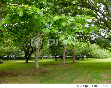 和光樹林公園の初夏 和光樹林公園の初夏 140719540