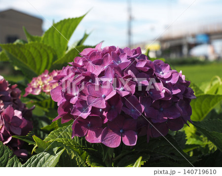 日差しを浴びた赤紫色のアジサイ(JR土讃線近くの水辺の紫陽花) 日差しを浴びた赤紫色のアジサイ(JR土讃線近くの水辺の紫陽花) 140719610