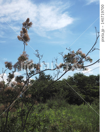 スモークツリーの花(梅雨晴れの青空と満開のハグマノキの木) スモークツリーの花(梅雨晴れの青空と満開のハグマノキの木) 140719700