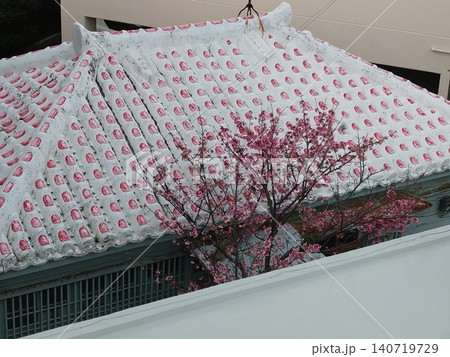 沖縄の緋寒桜と赤瓦 140719729