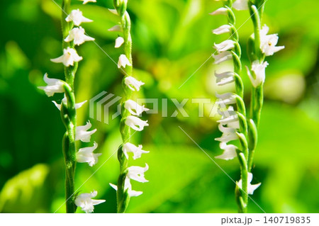 白花ネジバナ 白花ネジバナ 140719835