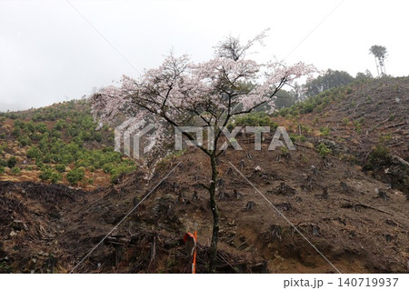 ガスで覆われる山肌と桜 ガスで覆われる山肌と桜 140719937