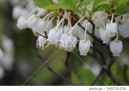 春の庭先の生垣に咲く白い小さな袋状のドウダンツツジの花 140720126