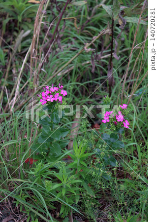 ハマナデシコ 雑草 花 ハマナデシコ 雑草 花 140720281