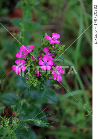 ハマナデシコ 雑草 花 ハマナデシコ 雑草 花 140720282