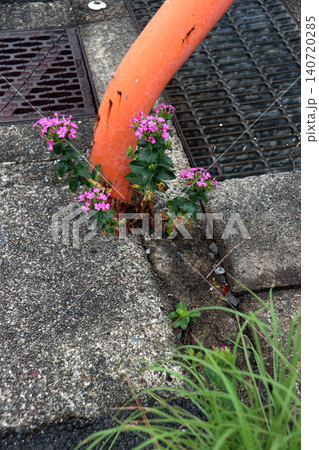 ハマナデシコ 雑草 花 ハマナデシコ 雑草 花 140720285