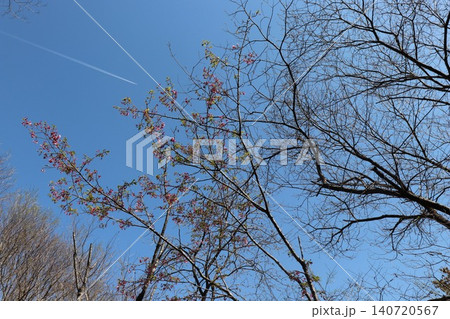 落花した桜の木と飛行機雲 140720567