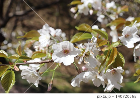 白い桜 140720568