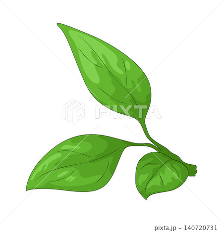 Illustration of Leaf 140720731