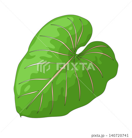 Illustration of Big Leaf Illustration of Big Leaf 140720741