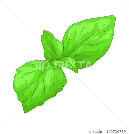 Illustration of Basil Leaf 140720759
