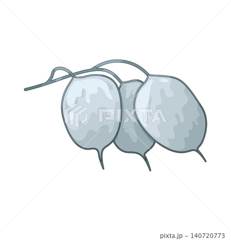 Illustration of Silver Leaf Illustration of Silver Leaf 140720773