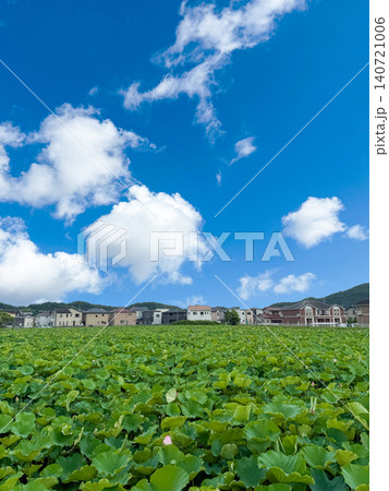 住宅街と広大な蓮畑が広がる初夏の日本風景 住宅街と広大な蓮畑が広がる初夏の日本風景 140721006
