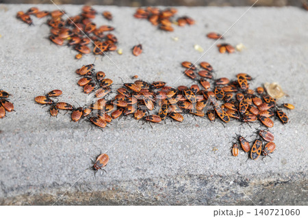 A large cluster of red firebug nymphs crawling on a grey concrete stone. Close-up macro photography of Pyrrhocoris apterus insects aggregation. 140721060